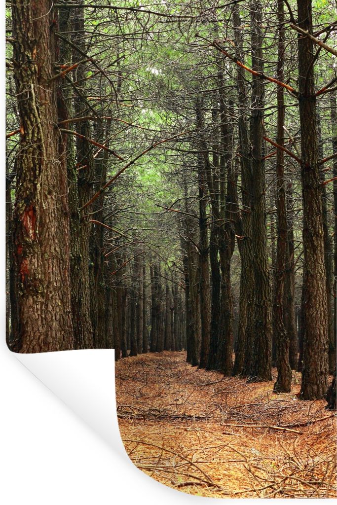 MuchoWow Wandtattoo Wandsticker Wandaufkleber Herbst - Dekoration - Wald 40x60 cm Selbstklebend und Repositionierbar - Wierderverwendbar - Selbst...