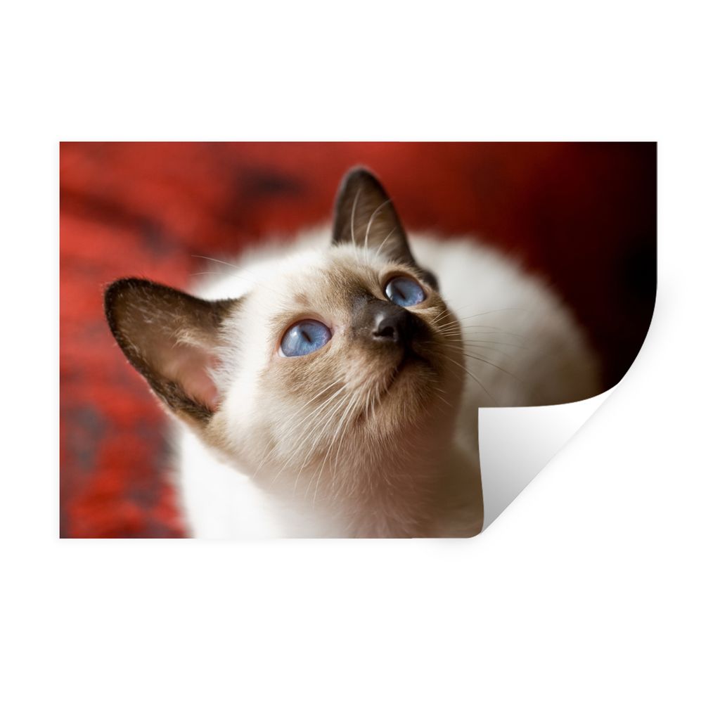 MuchoWow Wandtattoo Wandsticker Wandaufkleber Junge Siamkatze schaut auf 120x80 cm Selbstklebend und Repositionierbar - Selbstklebend - Fototapeten