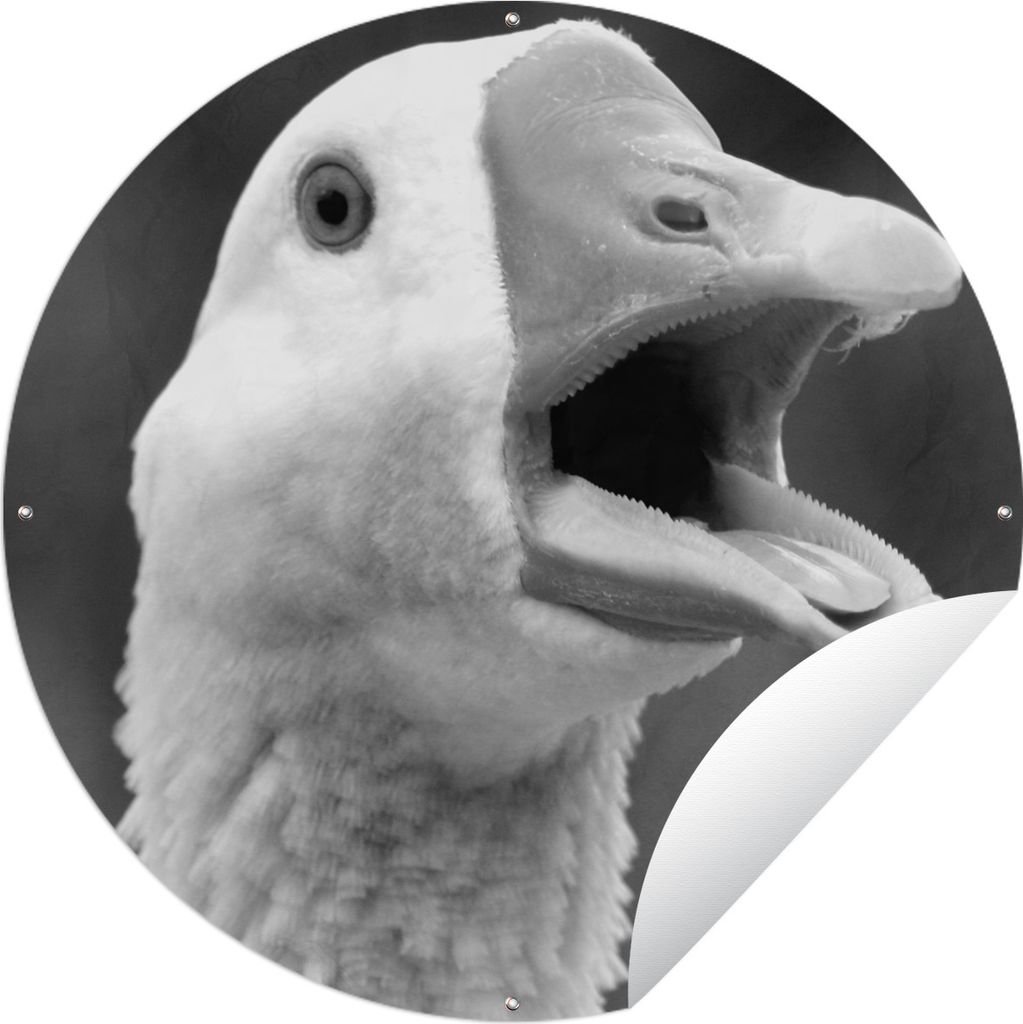 MuchoWow Gartenposter Outdoor-Poster Rund Nahaufnahme einer krächzenden Gans - schwarz und weiß Ø 60 cm Gartendeko Rundes Poster draußen
