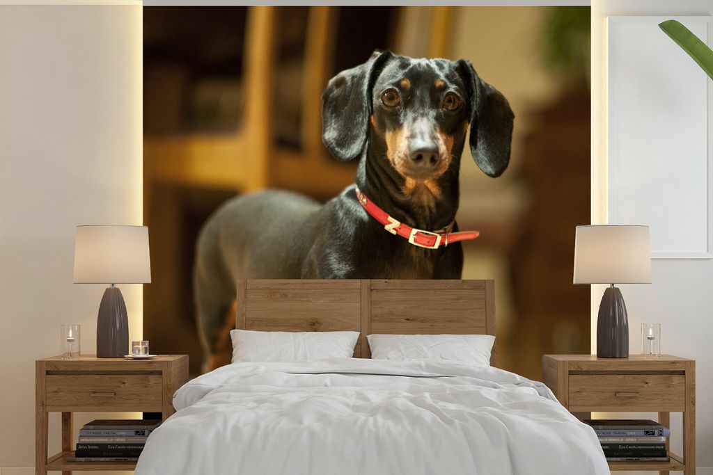MuchoWow Fototapete für Wohnzimmer oder Schlafzimmer Wandtapete Vinyl Motivtapete Porträt eines schwarzen Dackels - 220x220 cm - Tapeten