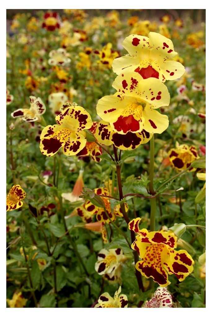 2er-Set - winterharte Gauklerblume - Mimulus tigrinus - gelb-rot gefleckt - Uferpflanze - Teichpflanze