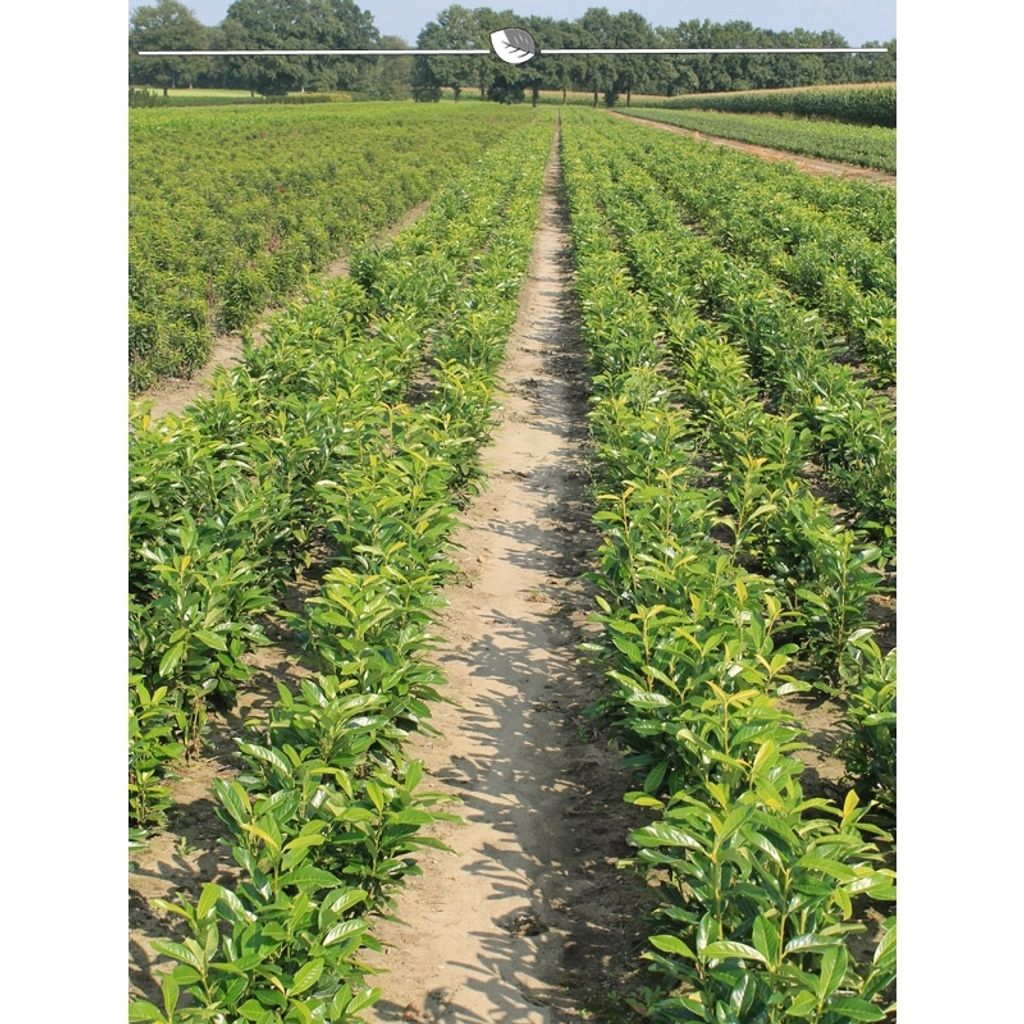 Kirschlorbeer Prunus Genolia 40-60 cm, 50x Heckenpflanze