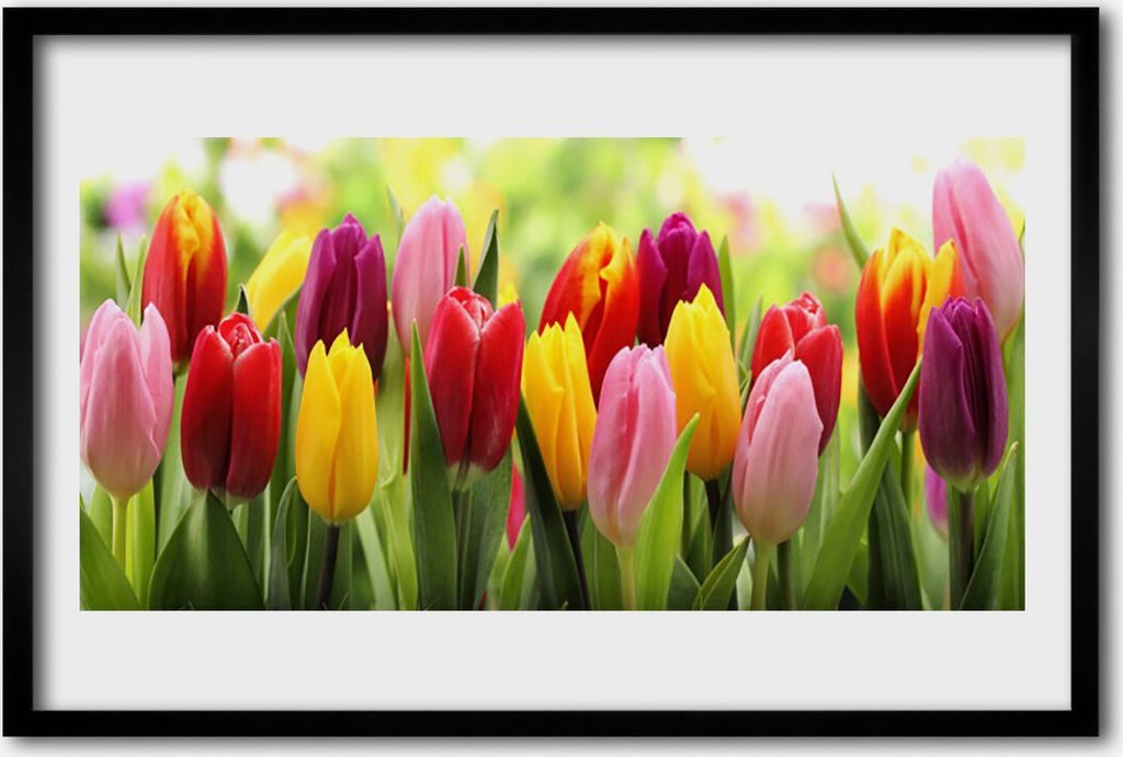 Bild 60x40 MDF-Rahmen Wandkunst Tulpen Blumen Natur Produktbild 
