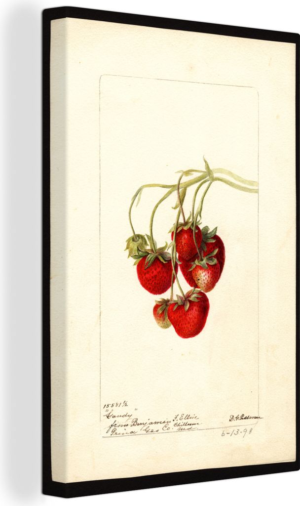 OneMillionCanvasses - Leinwandbilder - 90x140 cm, Fragaria : Gandy - Gemälde von Deborah Griscom Passmore, Wandbilder Kunstdruck Wanddekoration ...