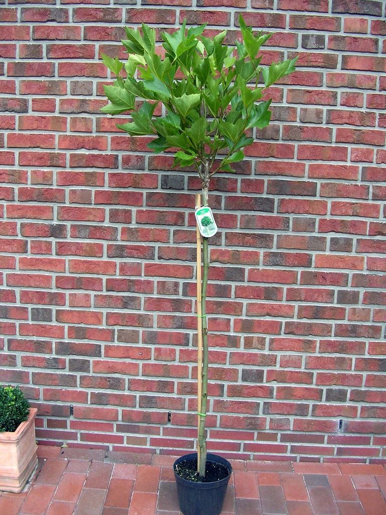 A potted tree stands in front of a brick wall.