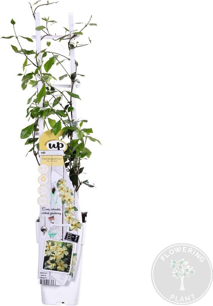 Trachelospermum Jasminoides - Toskanischer Jasmin - Gelb - Kletterpflanzen - Gartenpflanzen - Winterhart - Immergrün - 50-70 cm Hoch - Topf 15 cm