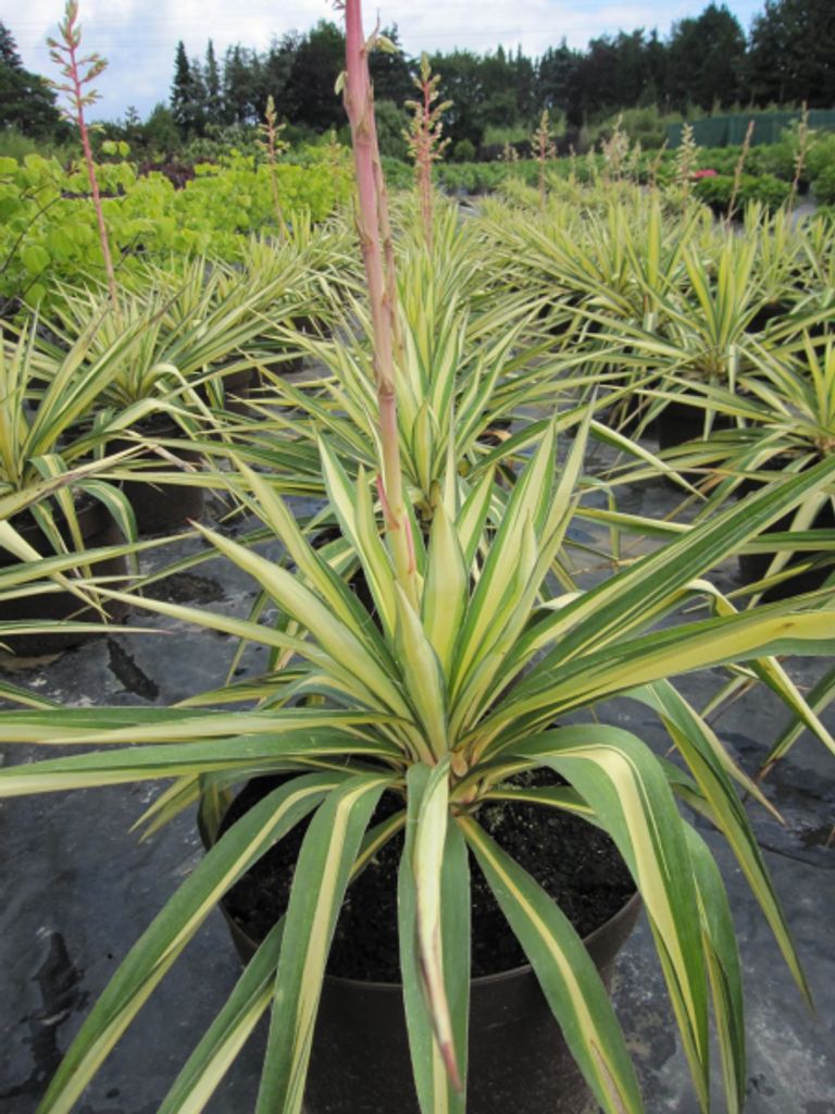 Yucca flaccida Golden Sword - Garten-Palmlilie Golden Sword - 40-60cm