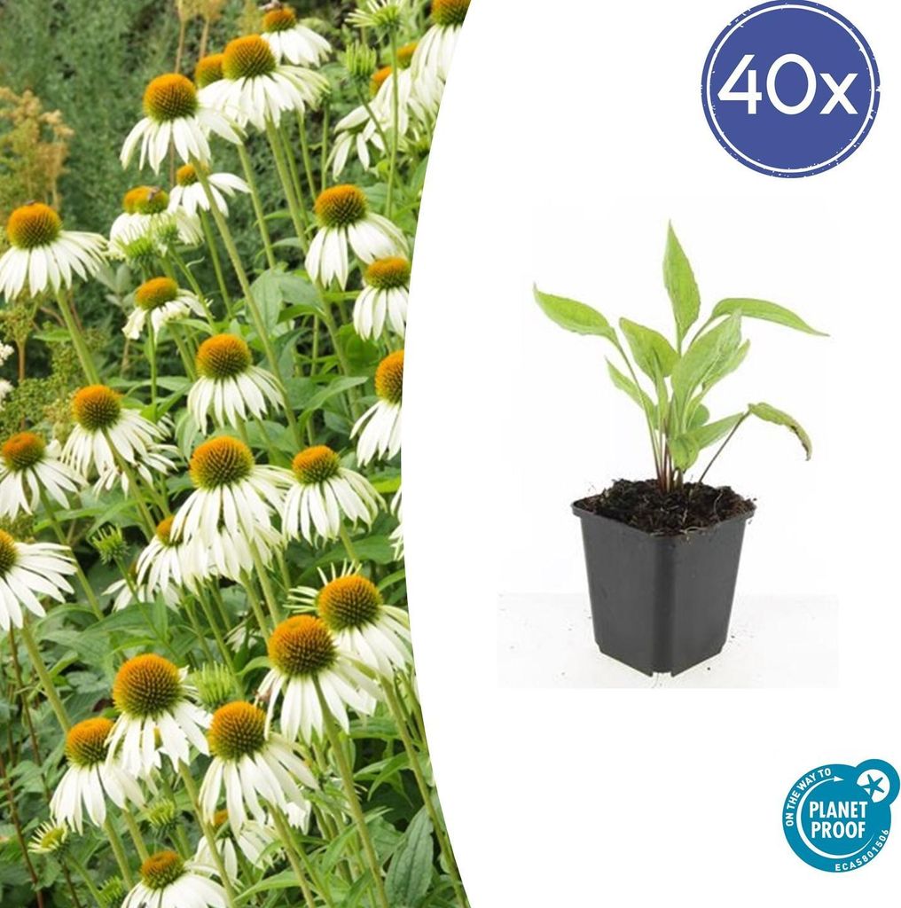 Scheinsonnenhut – Echinacea purpurea 'White Swan' – ↑10-25cm – Ø9cm – 40 Pflanzen – Weiße Blüten, Bienen- und Schmetterlingsfreundli...