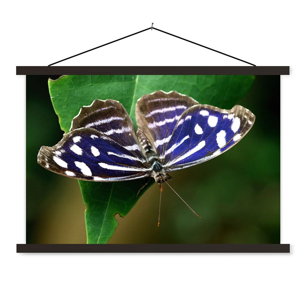 MuchoWow Textilposter Blauer Meerbusenfalter 90x60 cm mit schwarzem Rahmen - Aufhängungssatz