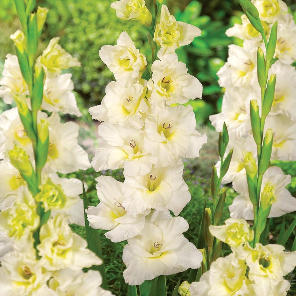 Ivory Priscilla Veľkokvetá gladiola 5 ks cibule gladioly Obrázok produktu 