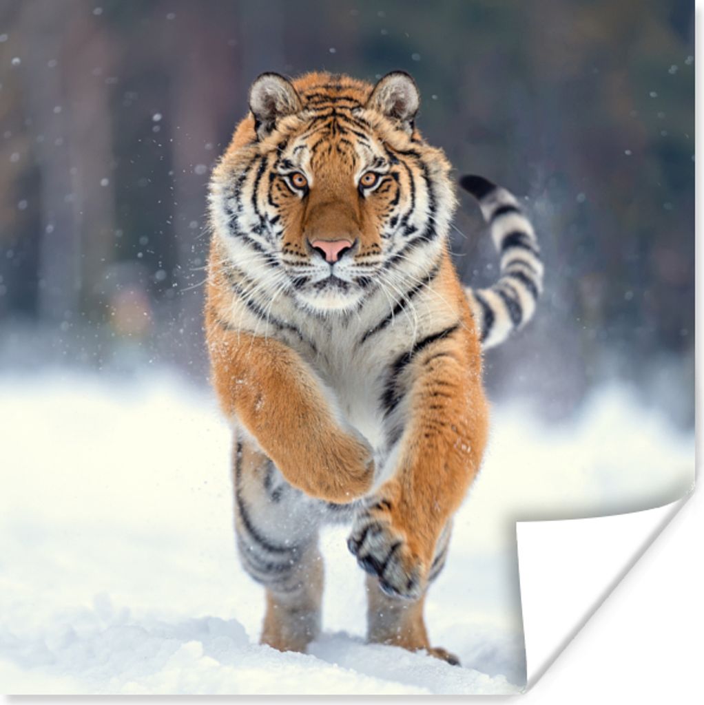 MuchoWow Poster Tiger - Landschaft - Schnee - Tiere 100x100 cm - Babyzimmer