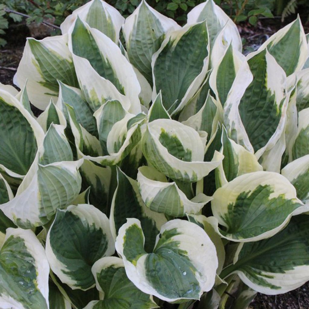 6 x Graublättrige Goldrand Funkie - Hosta 'Patriot' | Topf 9cm x 9cm