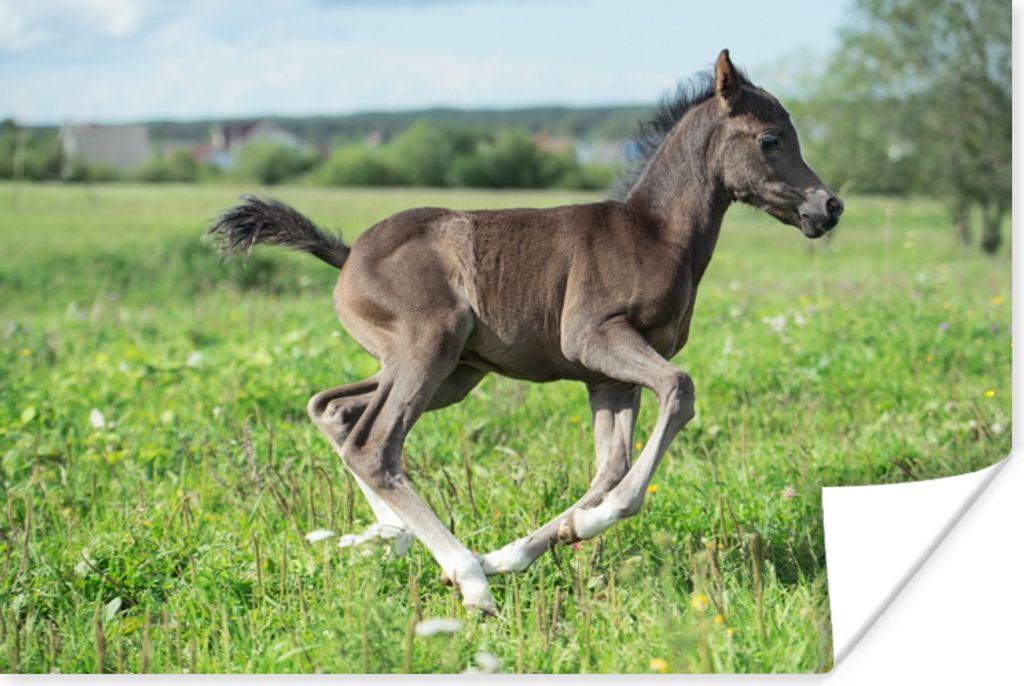 MuchoWow Poster Pferd - Blumen - Gras 90x60 cm - Schlafzimmer