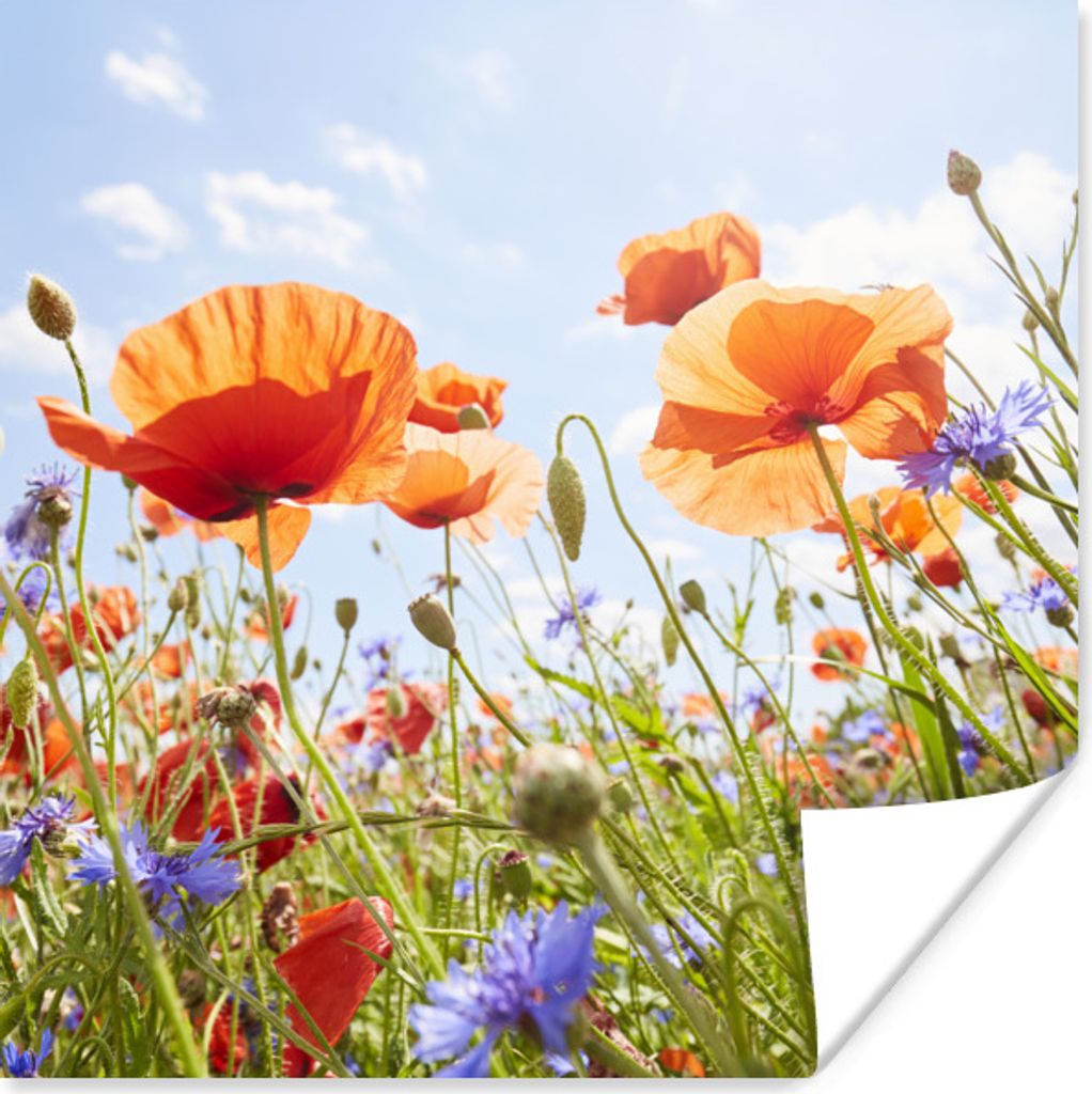 MuchoWow Poster Blumen - Mohn - Frühling - Natur - Rot - Blau 30x30 cm - Wandposter - Printing