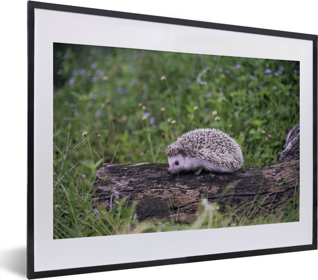 MuchoWow® MuchoWow® Gerahmtes Poster Igel auf Baumstumpf Produktbild 