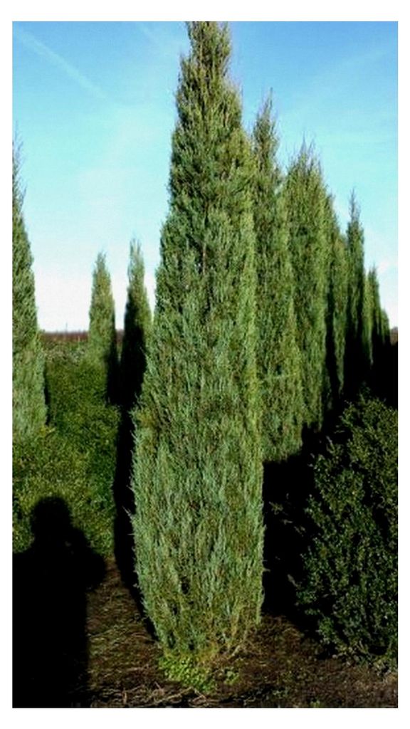 blauer Raketen-Wacholder Juniperus scopulorum Blue Arrow 50-60 cm hoch im 4 Liter Pflanzcontainer