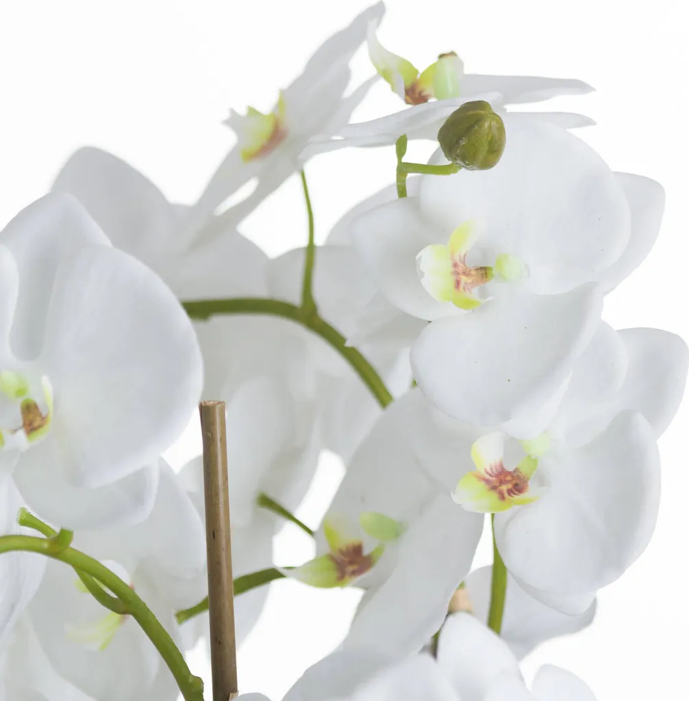Orchidée blanche HI3354 Hill Interiors au réalisme bluffant et chic - 2