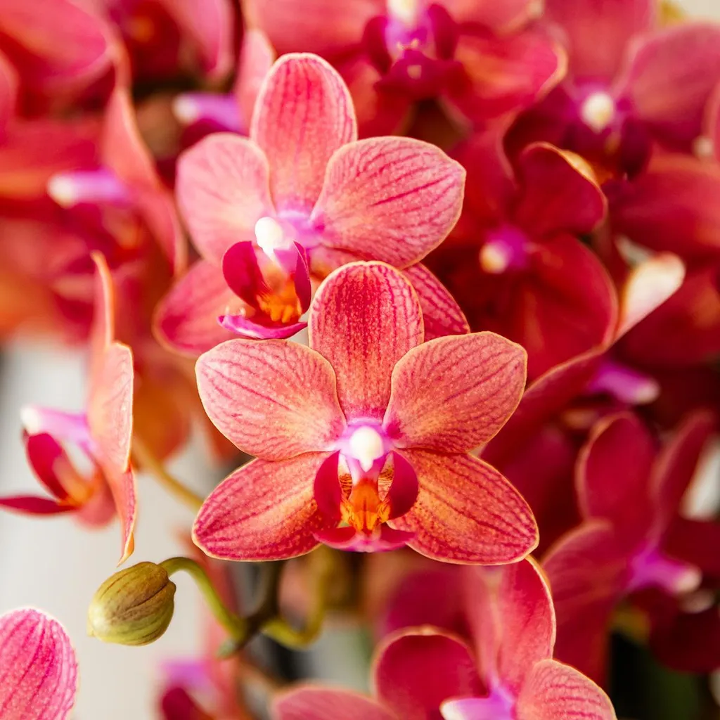 Orchidée Congo rouge intense Ø9cm, fleurs durables et pot rétro rouge