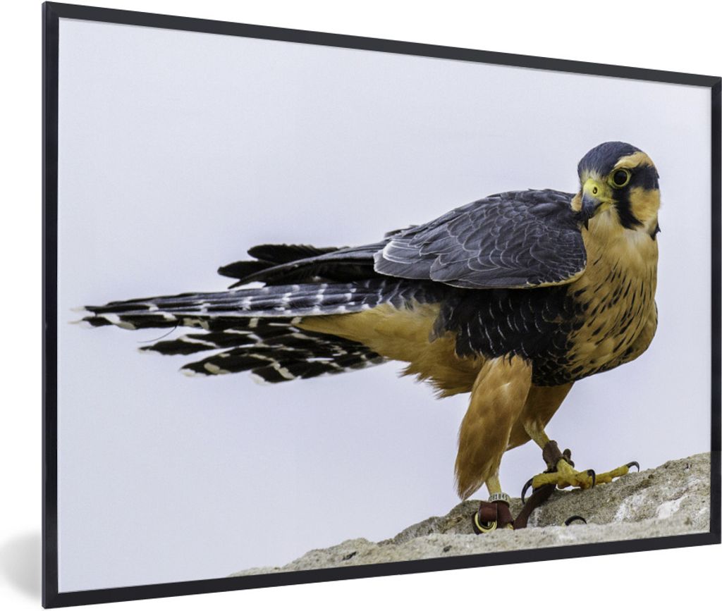 MuchoWow Gerahmtes Poster Wanderfalke - Vogel - Tiere 30x20 cm - Poster mit Schwarzem Bilderrahmen Wandposter Rahmen Foto Bilder - Kunstdruck - B...