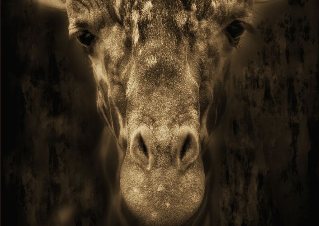 hansepuzzle 75515 - Giraffe Puzzle, 260 Teile, Tierwelt, 41,0 x 28,0cm mit hochwertiger Aufbewahrung, Kartonbox und wiederverschließbarem Beutel