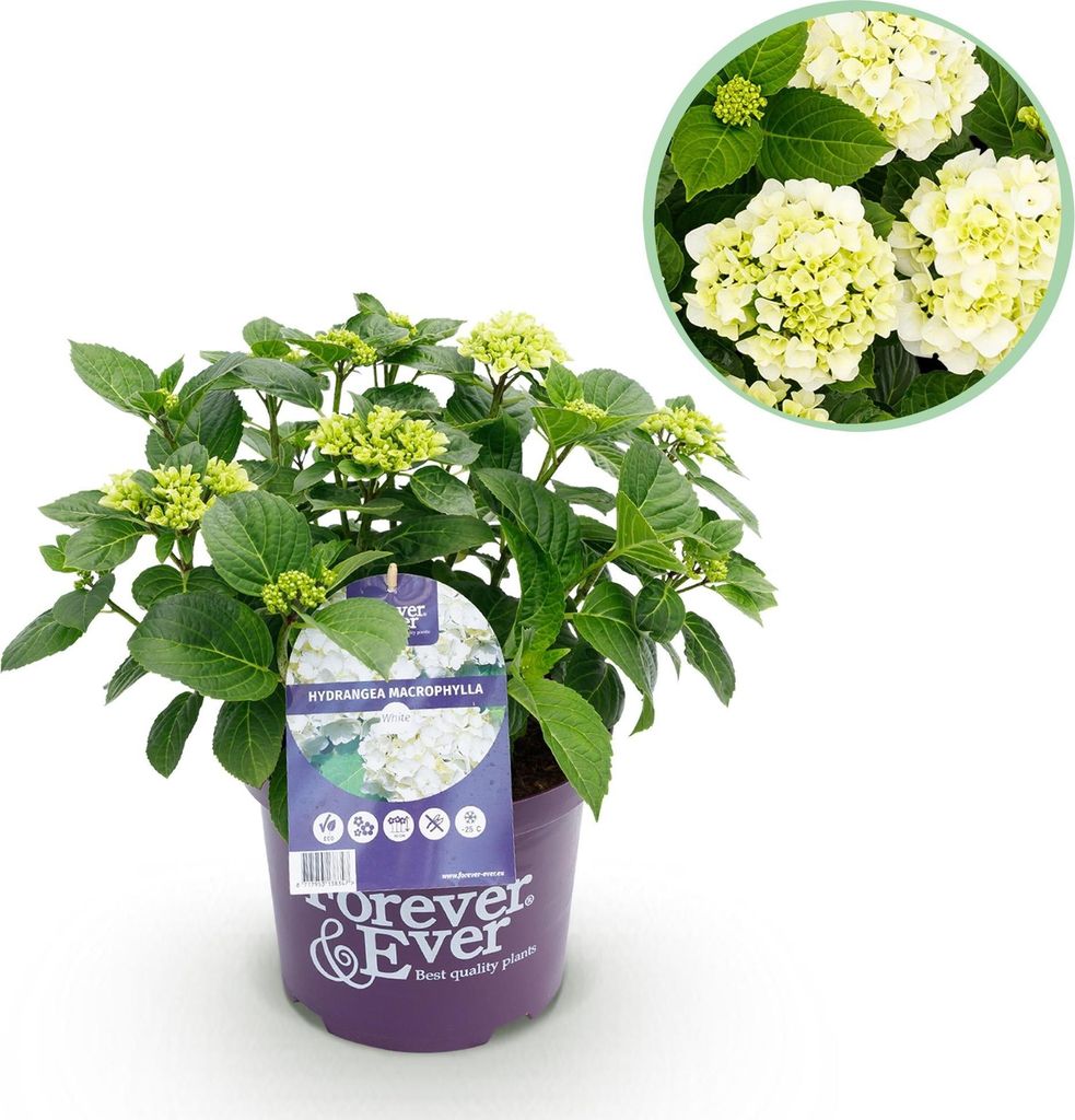 Hortensie Hydrangea macrophylla Forever & Ever Weiß – Balkonpflanze – 7-12 Blüten – Topf 23cm – Höhe 55cm – Pflegeleicht – Für Beet...