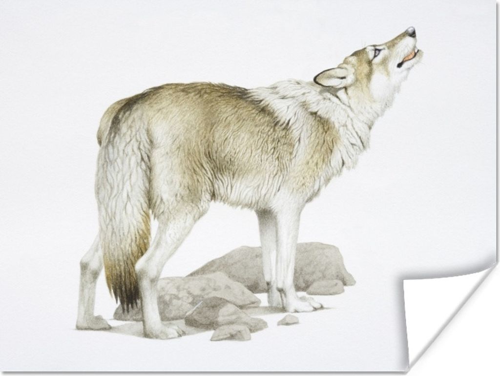 MuchoWow Poster Wolf - Steine - Weiß 160x120 cm - Foto Plakat