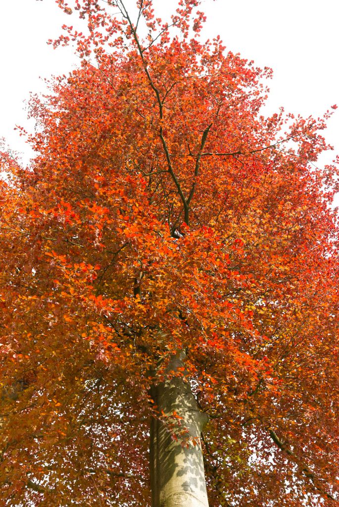30 Samen Rotbuche (Fagus sylvatica) – Edler Waldbaum für Garten & Natur