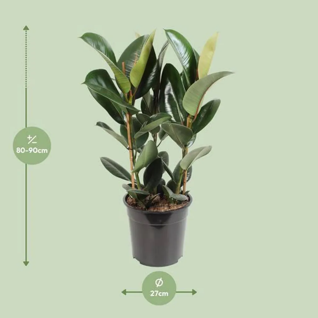 Ficus Robusta facile d'entretien | Plante verte d'intérieur robuste