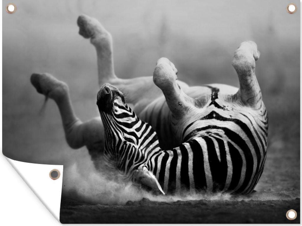 MuchoWow 40x30 cm Outdoor-Poster Gartendeko Sichtschutz Garten Poster für den Garten Zebra - Tiere - Schwarz - Weiß