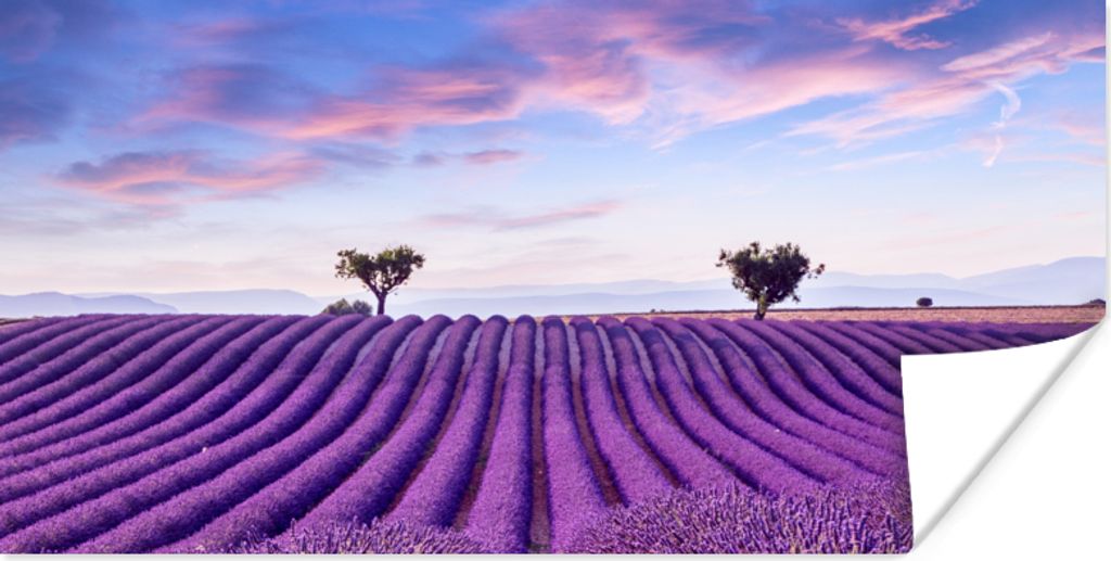 MuchoWow Poster Lavendel - Natur - Lila - Bäume - Blumen 80x40 cm - Wanddeko