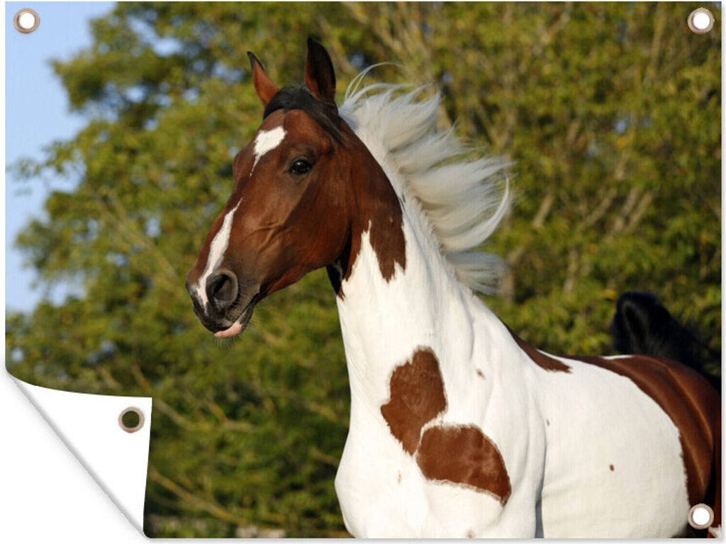 MuchoWow 80x60 cm Outdoor-Poster Gartendeko Sichtschutz Garten Poster für den Garten Pferde - Baum - Flecken