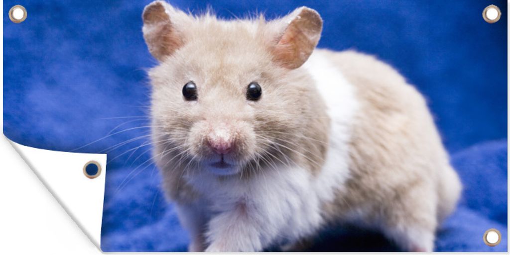 MuchoWow 160x80 cm Outdoor-Poster Gartendeko Sichtschutz Garten Poster für den Garten Syrischer Hamster