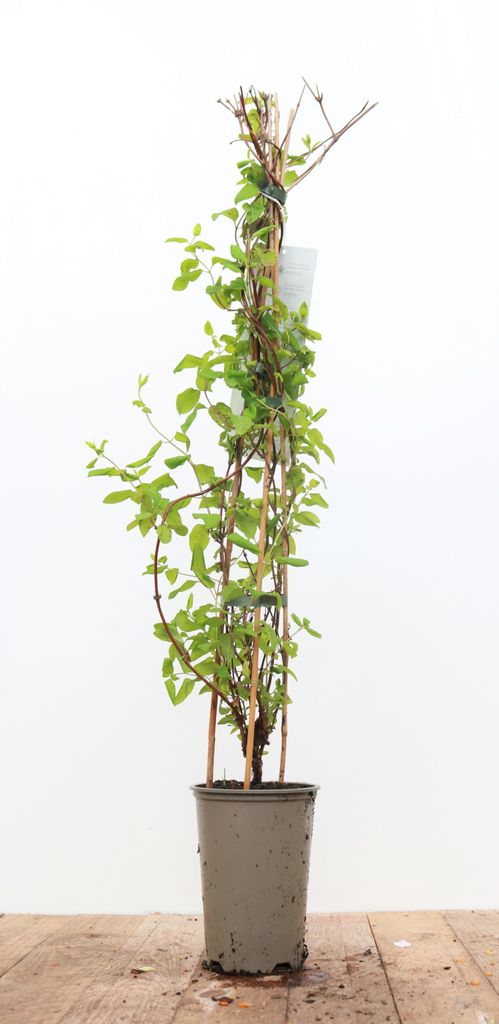 Lonicera japonica 'Halliana', Japanische Geißschlinge, Produktbild 