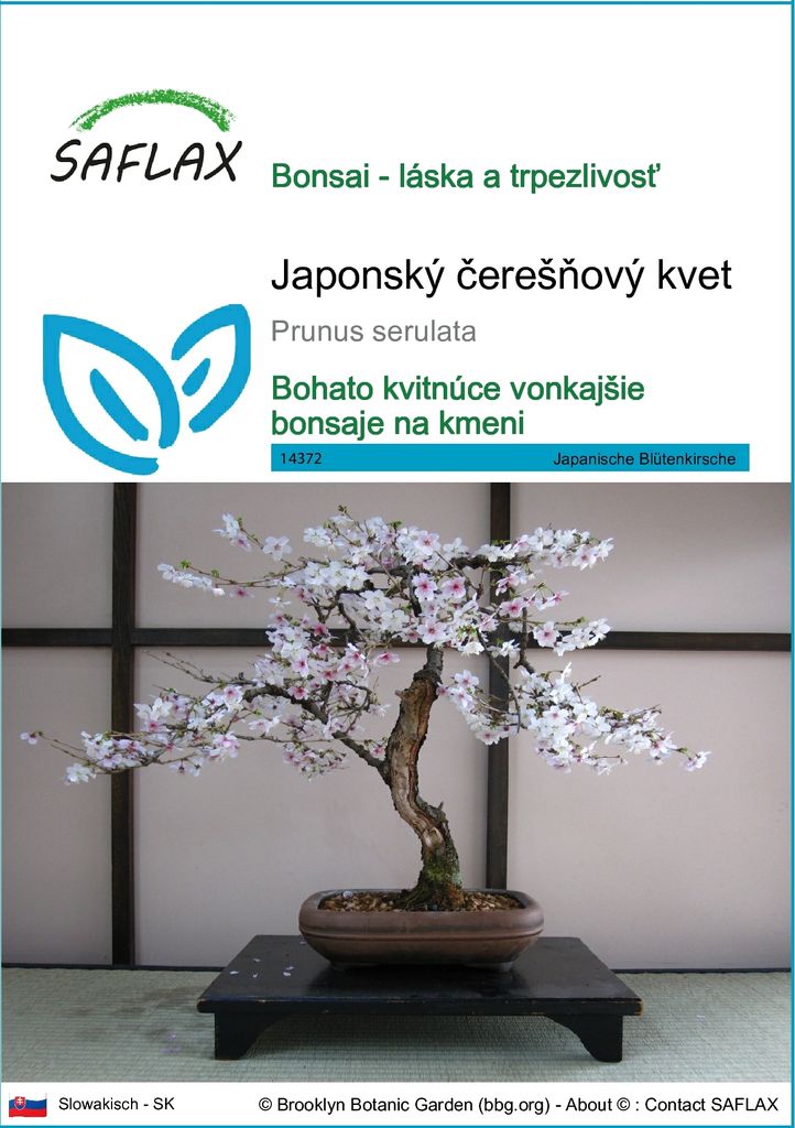 SAFLAX - Japonský čerešňový kvet - Prunus serulata - 30 Obrázok produktu 