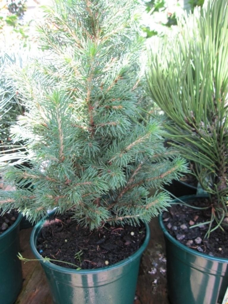 Picea glauca Biesenthaler Frühling - Zuckerhutfichte - Weiß-Fichte - Schimmel-Fichte - 30-40