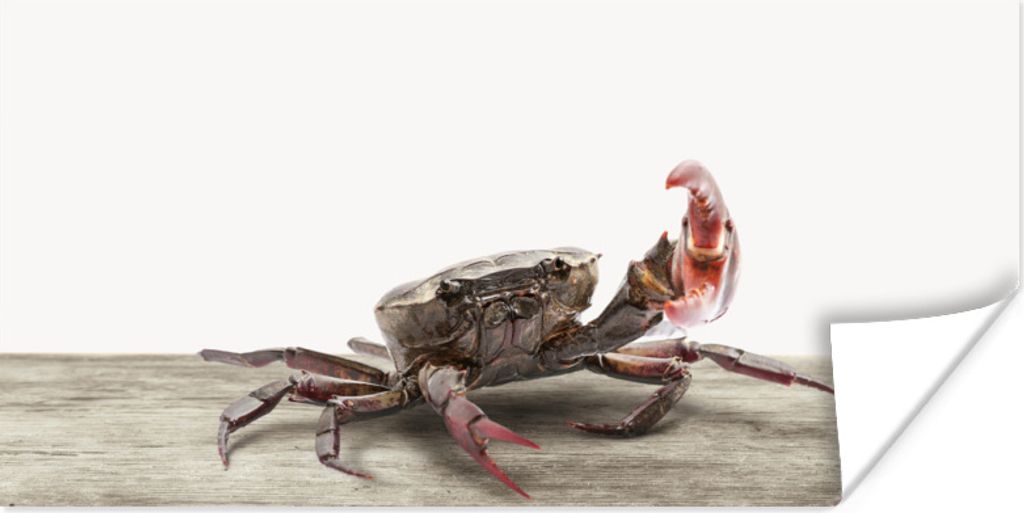 MuchoWow Poster Kinder - Krabbe - Meerestiere - Jungen - Mädchen - Kinder 40x20 cm - Poster für die Wand - Poster Schlafzimmer