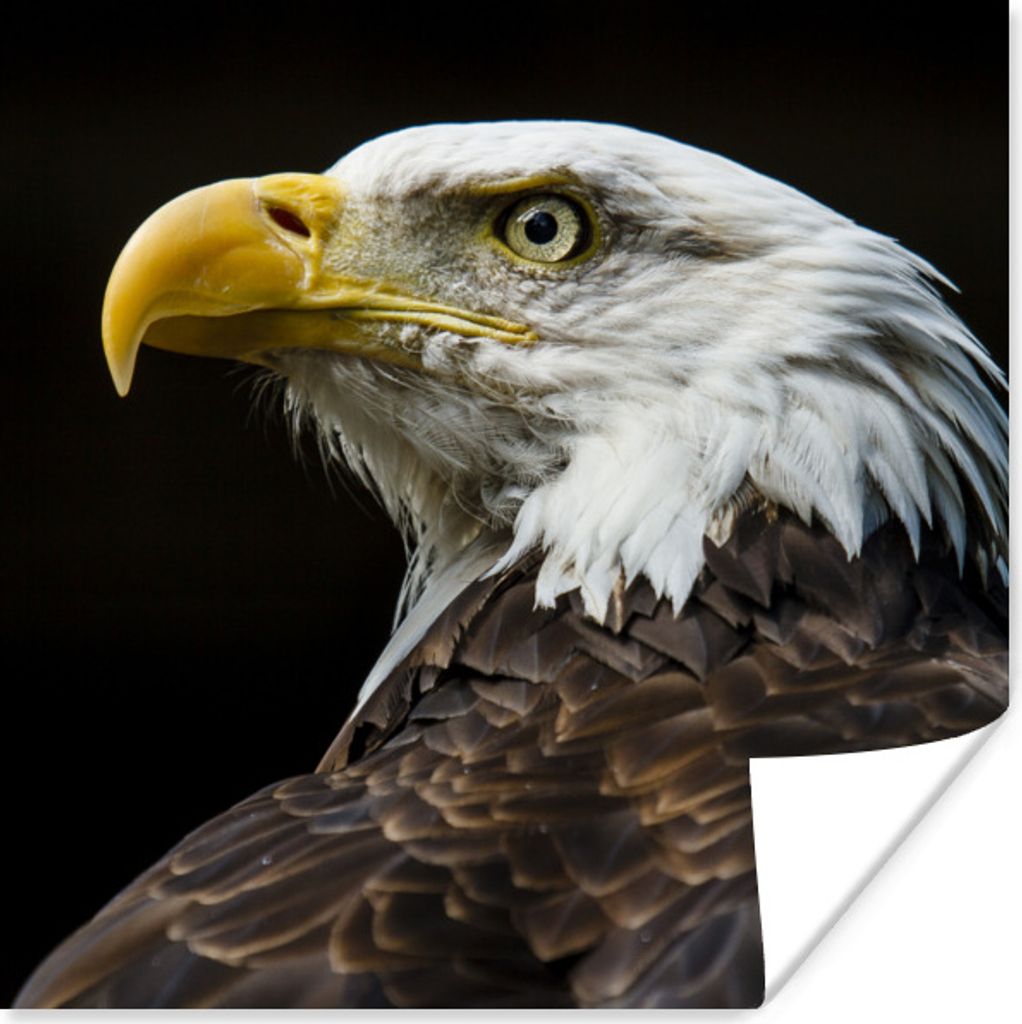 MuchoWow Poster Adler - Vogel - Augen - Schnabel 30x30 cm - Wandposter - Printing