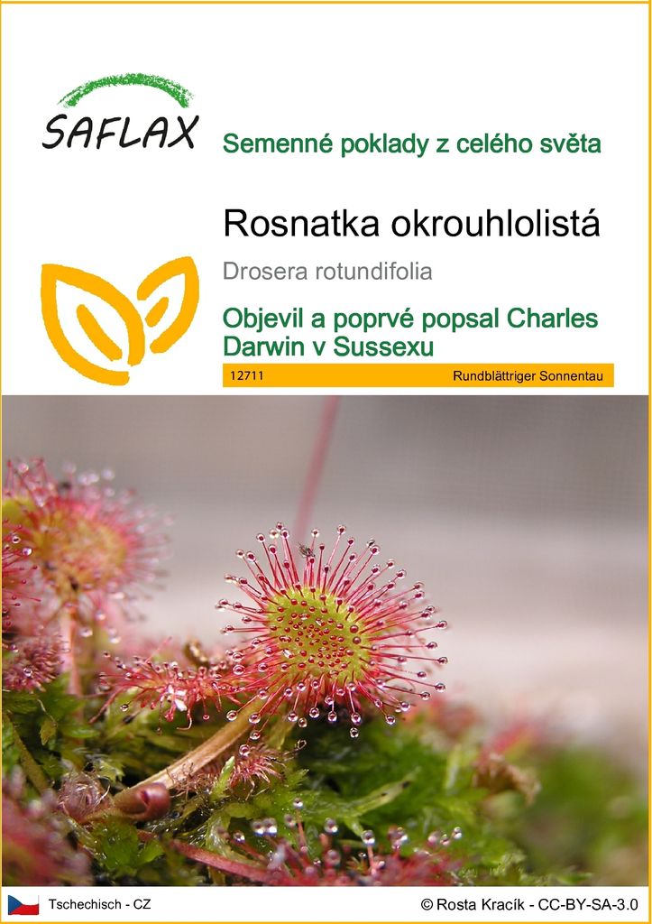 SAFLAX - Rosnatka okrouhlolistá - Drosera rotundifolia - 50 Obrázek produktu 