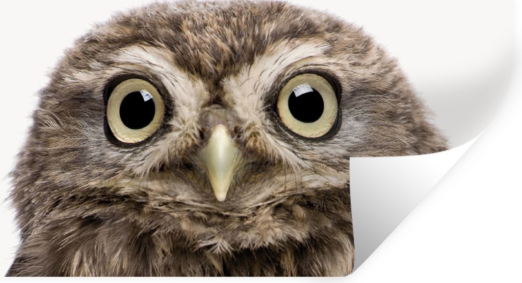 MuchoWow Wandtattoo Wandsticker Wandaufkleber Eule - Eule - Porträt - Braun - Vogel - Jungen - Mädchen 160x80 cm Selbstklebend und Repositionie...