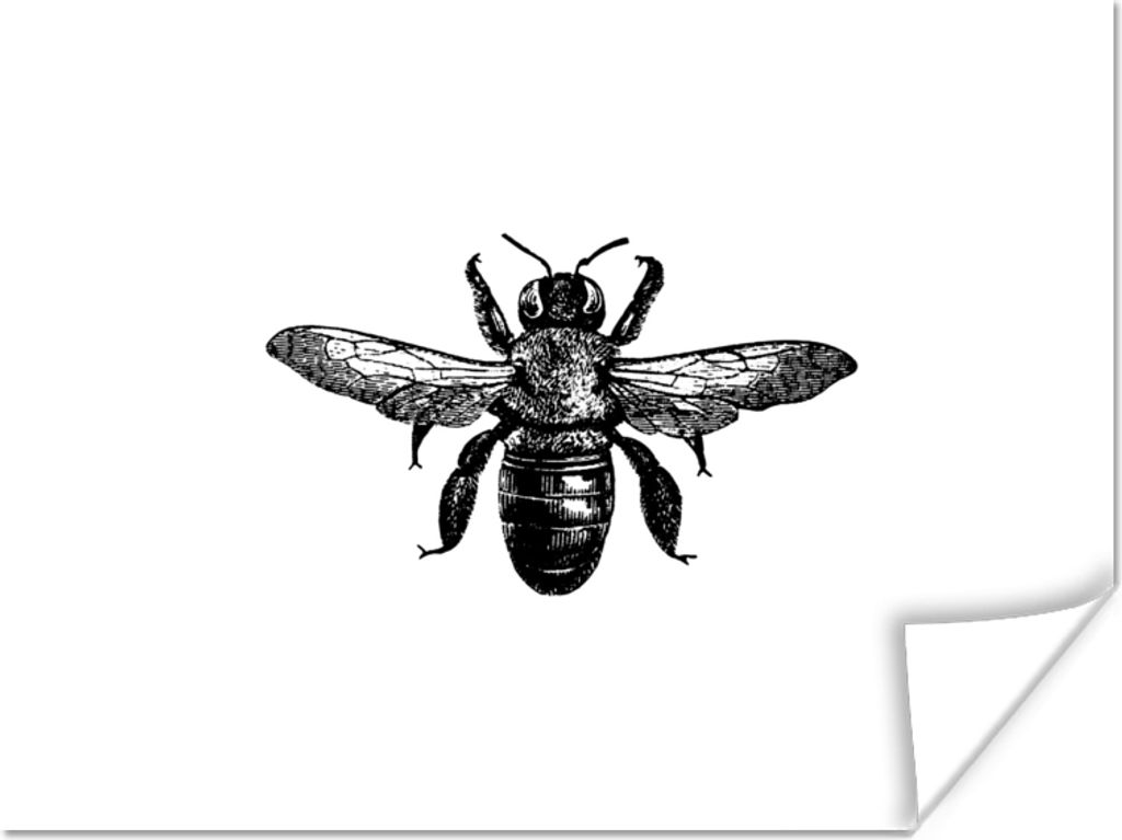 MuchoWow Poster Biene - Insekt - Vintage - Schwarz und weiß 160x120 cm - Foto Plakat