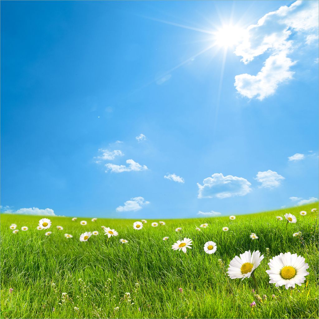 Wallario Möbeldesign / Aufkleber, geeignet für Ikea Lack Tisch - Sommerwiese - Weiße Gänseblümchen vor blauem Himmel in 55 x 55 cm