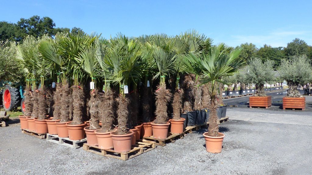 gruenwaren: XXXL 220-250 cm, Stamm 80 cm, Trachycarpus Produktbild 
