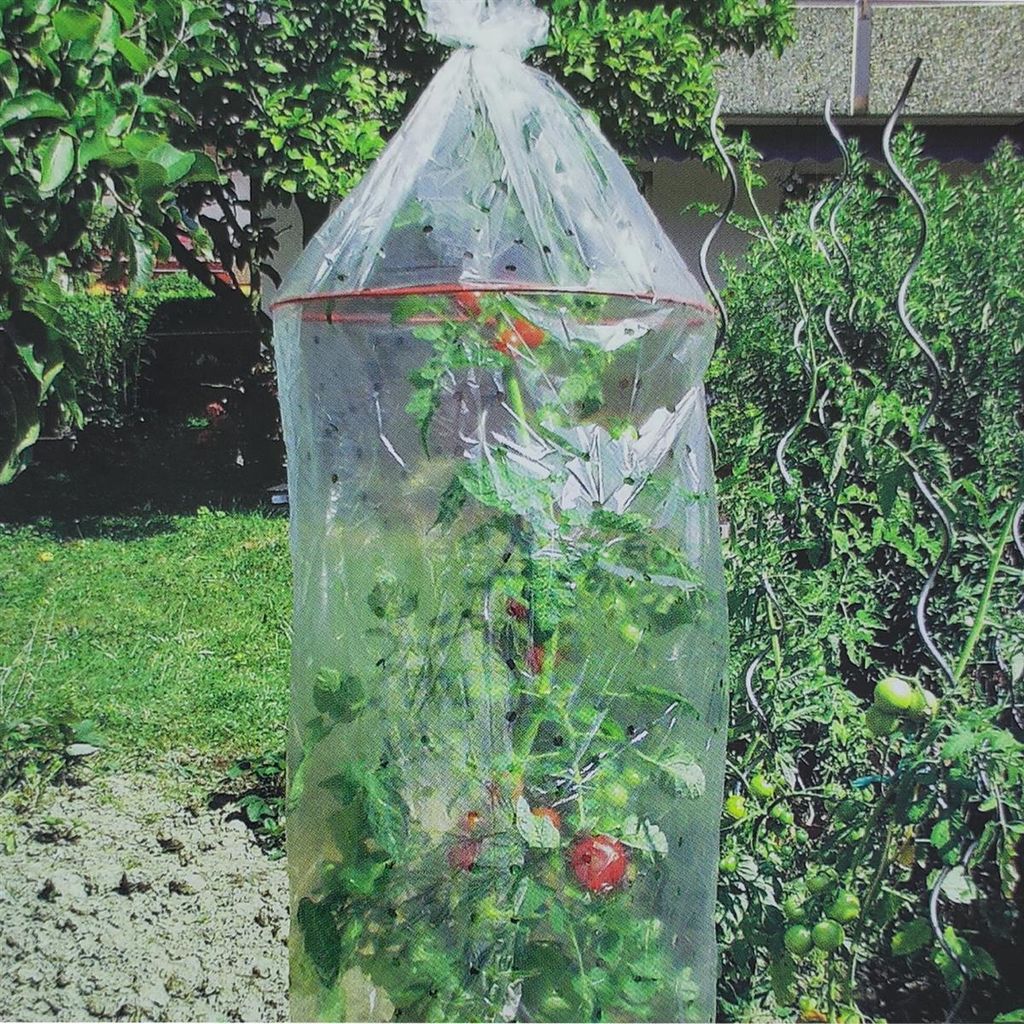 Ideale Tomatenreifhaube 3er Set mit Abstandsringen gelocht für optimalen Schutz und Reifung in transparent