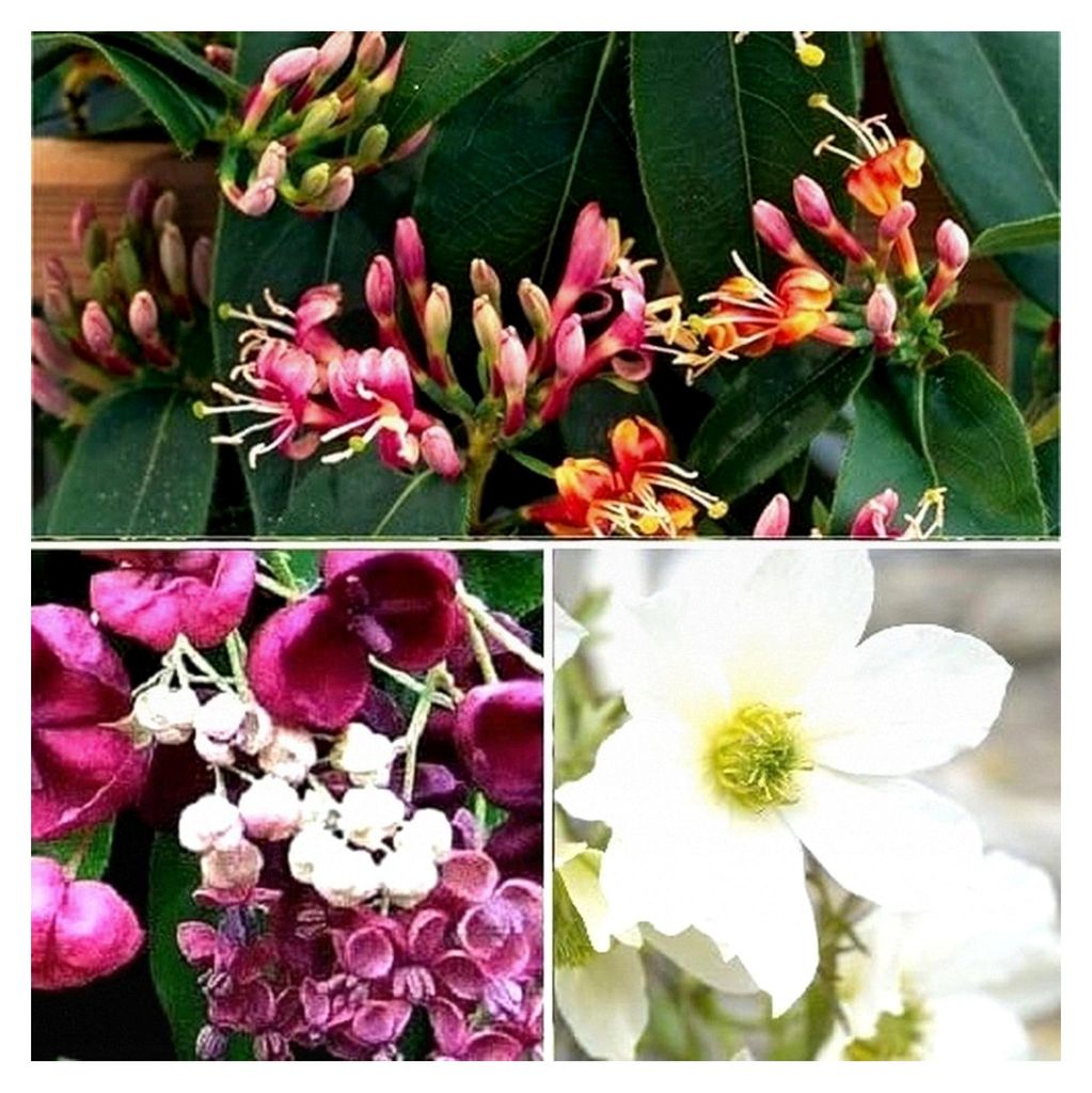 3 x Immergrüne Kletterpflanzen Mix: Geißblatt Henryi (Rot), Akebia Quinata (Rot), Clematis Early Sensation (Weiß) | 3 x 1,5 Liter Topf