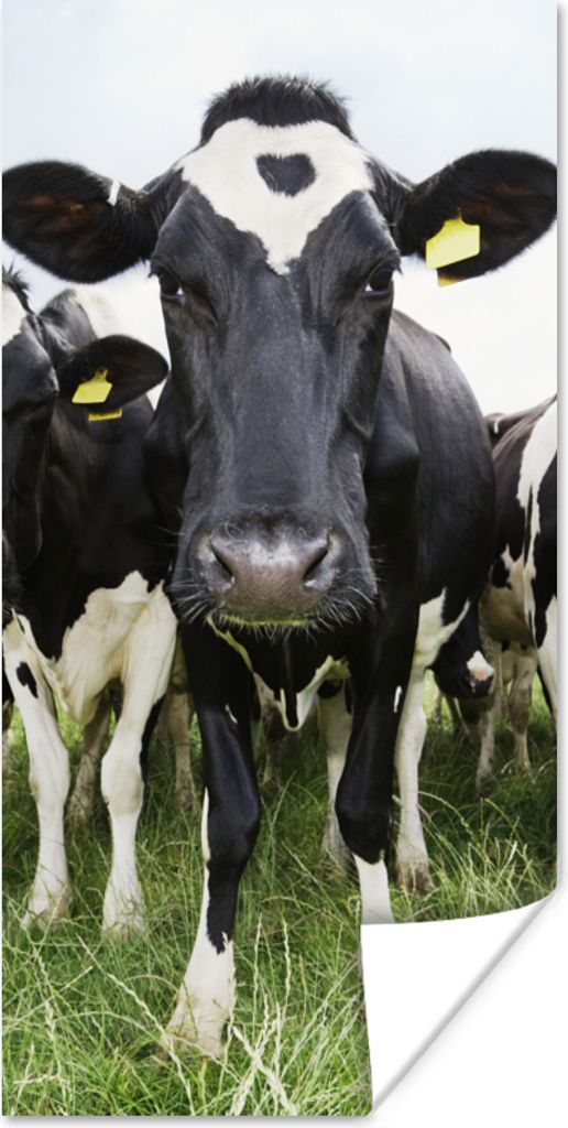 MuchoWow Poster Kühe - Gras - Frühling - Tiere - Wiese - Bauernhof 20x40 cm - Plakat - Foto