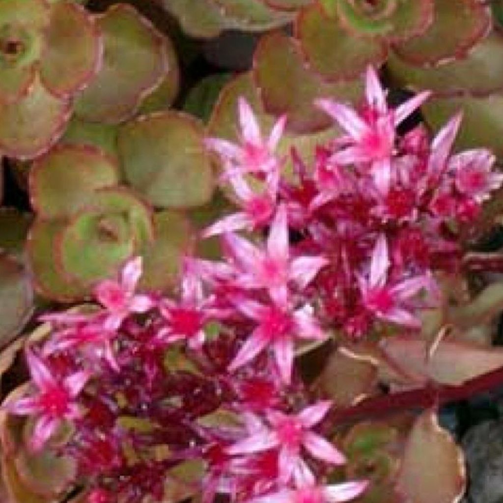 6 x tappeto di sedum  - Sedum spurium 'Schorbuser Blut'  | Immagine del prodotto 