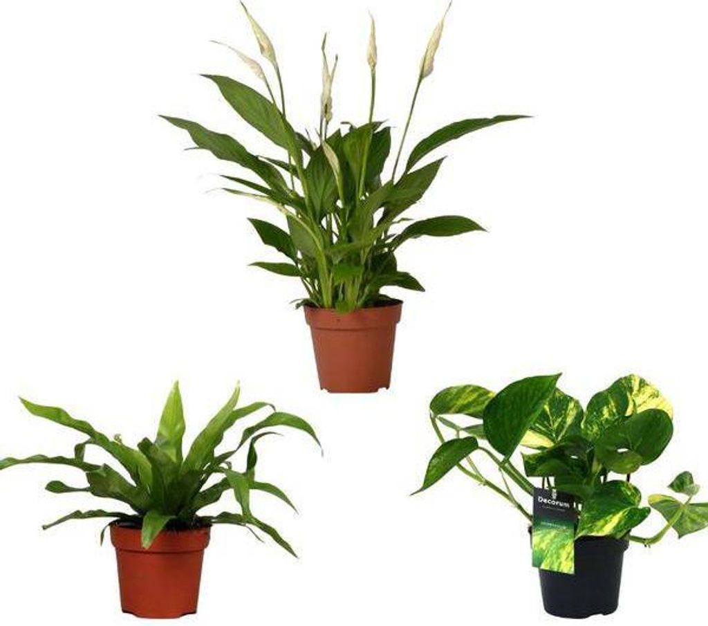 Luftreinigender mix 3 Zimmerpflanzen Ø12cm 20-45cm Farn Einblatt Efeutute