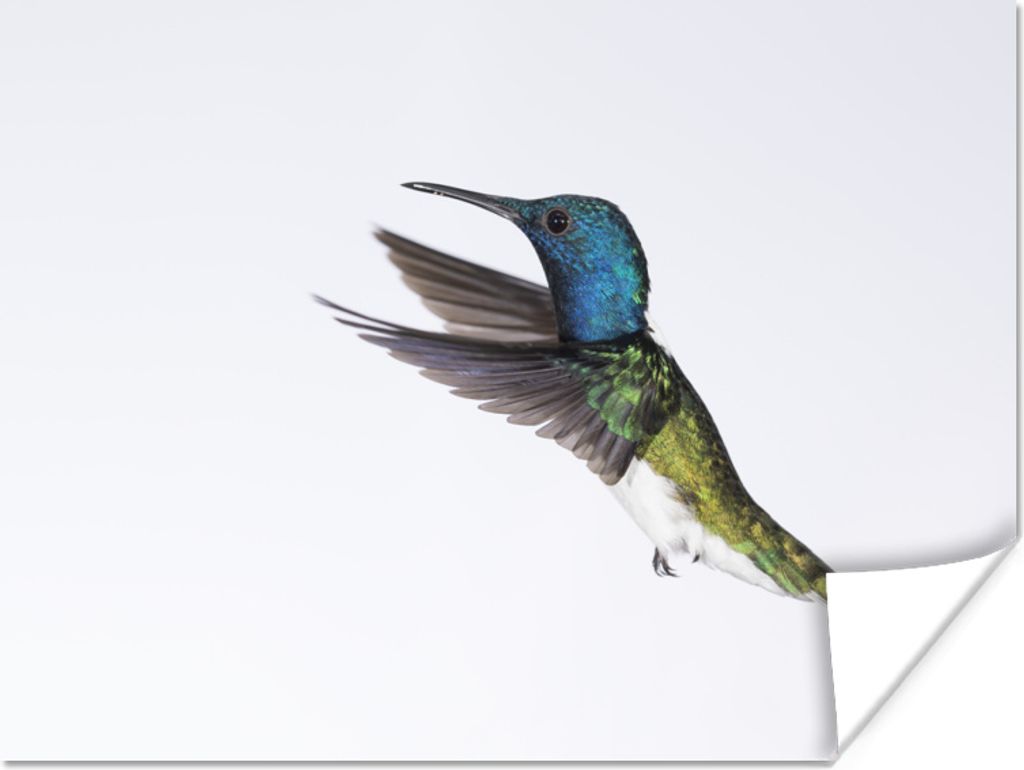MuchoWow Poster Vogel - Kolibri - Blau - Grün 80x60 cm - Kunst für zu Hause