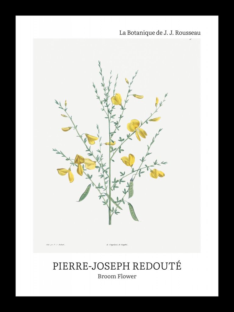 Plakat 13x18cm Design Broom Flower, Redoute Vintage für das Wohnzimmer
