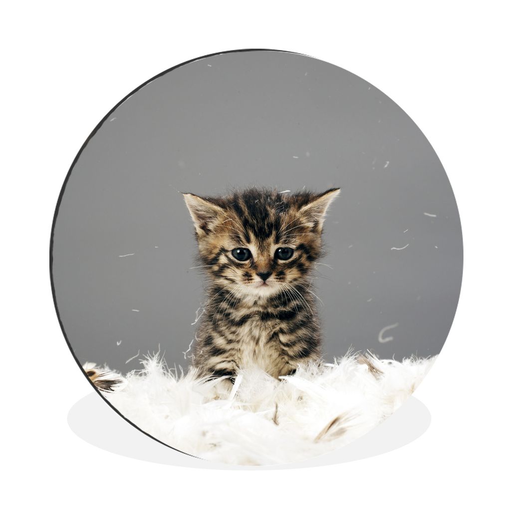 MuchoWow Aluminium Wandkreis Katze - Kätzchen - Federn Ø 30 cm Wanddeko Modern Wohnzimmer - Wand Bild - Wohnzimmer - Runde Bilder - Alubilder -...